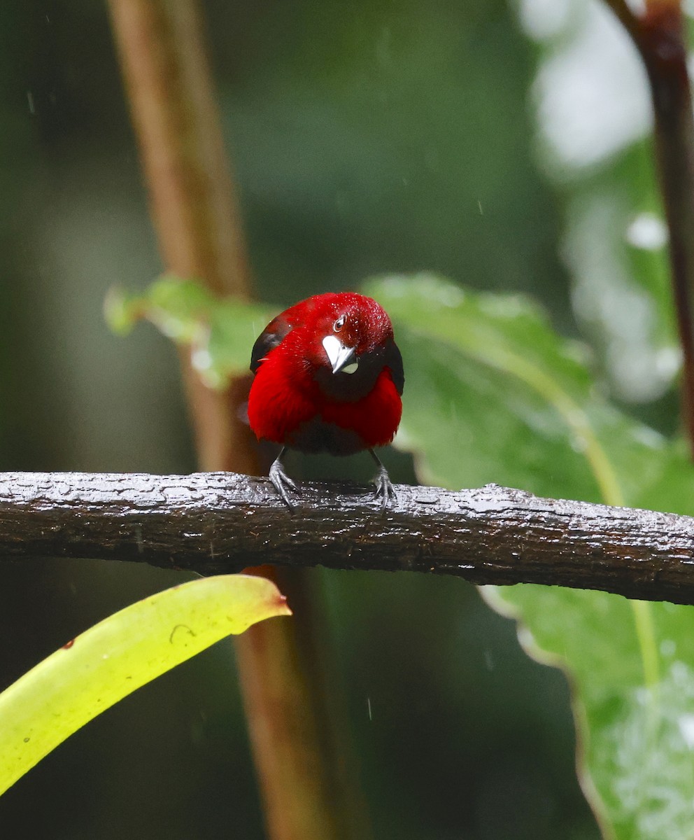 Crimson-backed Tanager - ML646107072