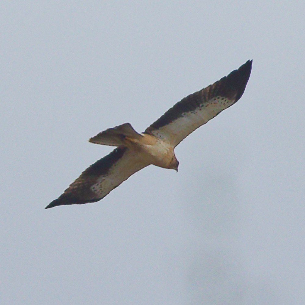Booted Eagle - ML646107073