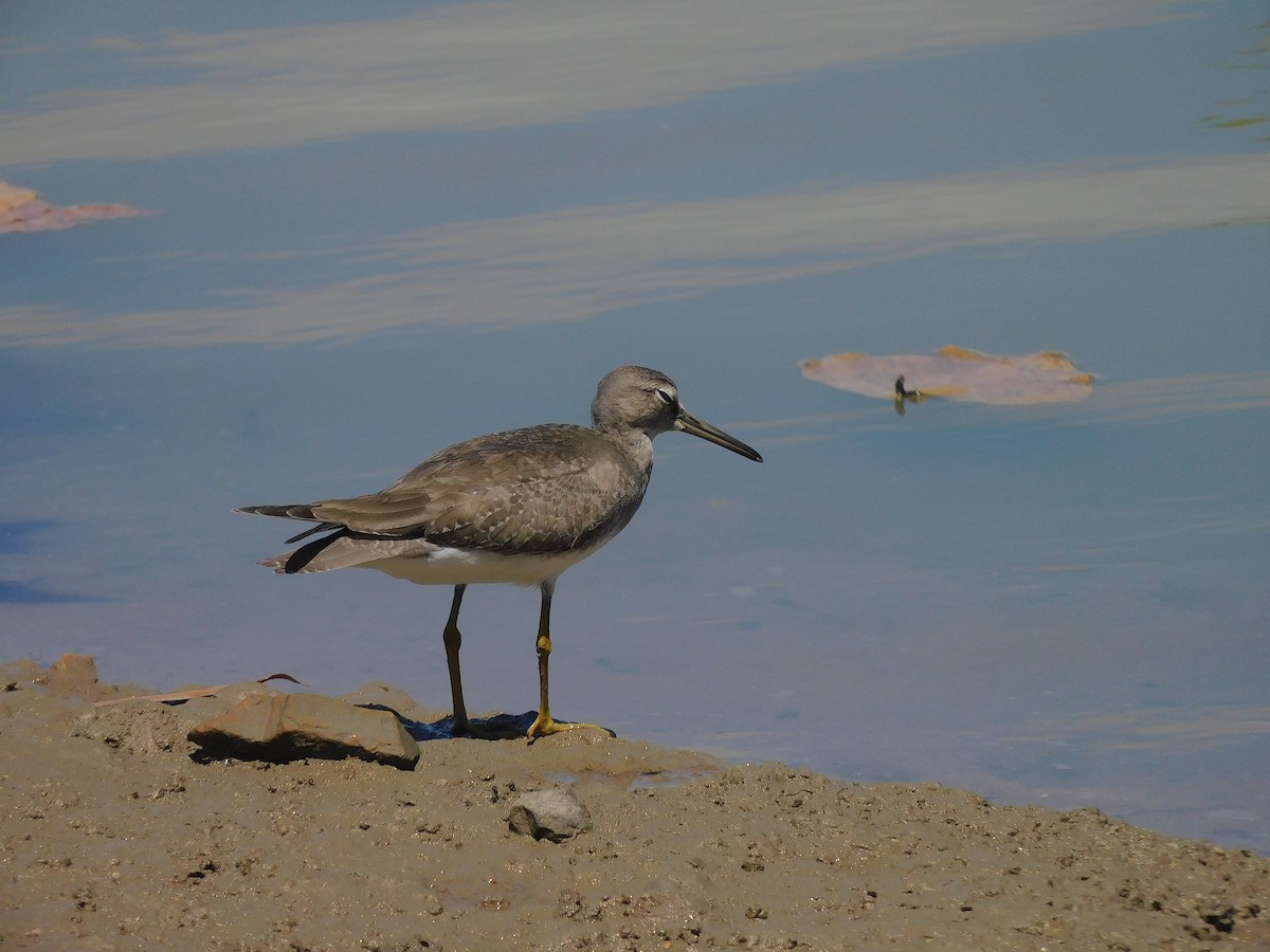 Gray-tailed Tattler - ML646107074