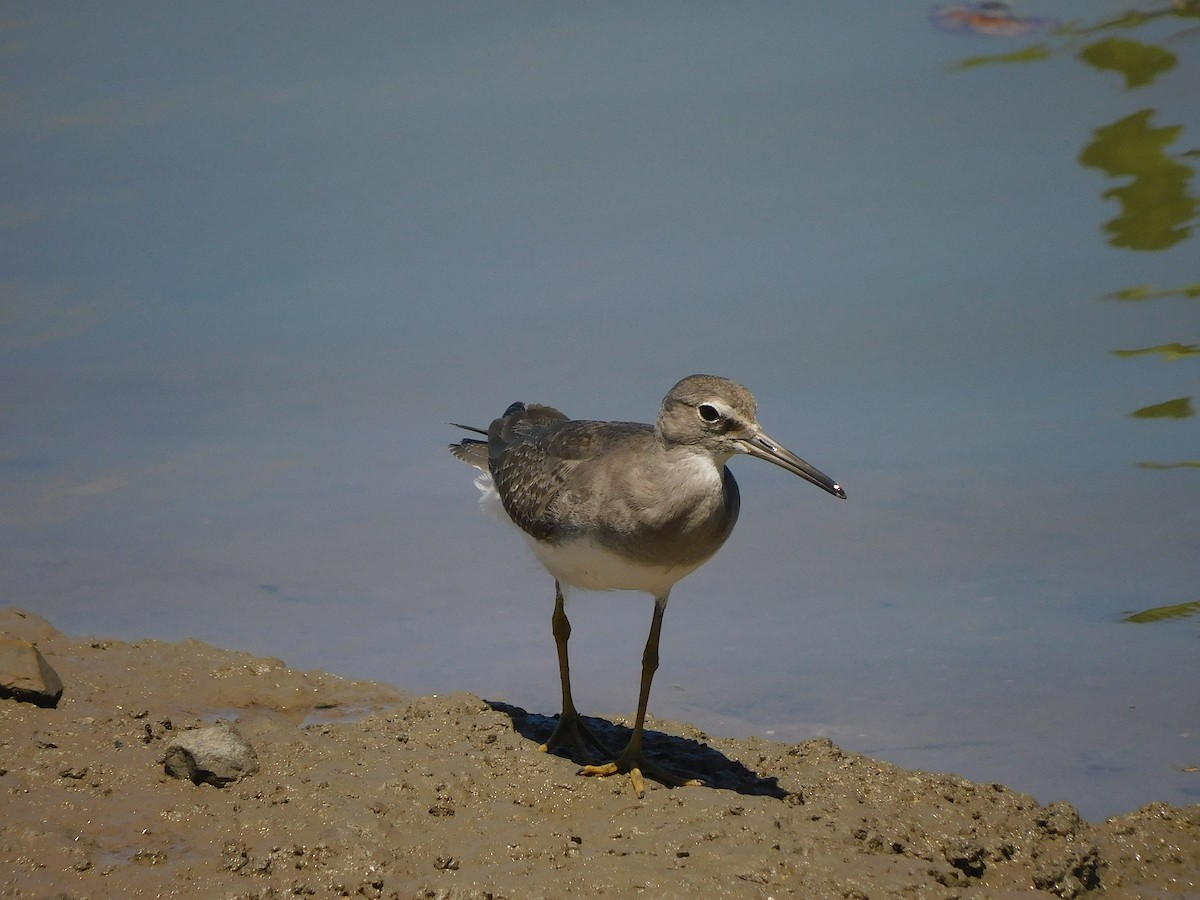 Gray-tailed Tattler - ML646107075