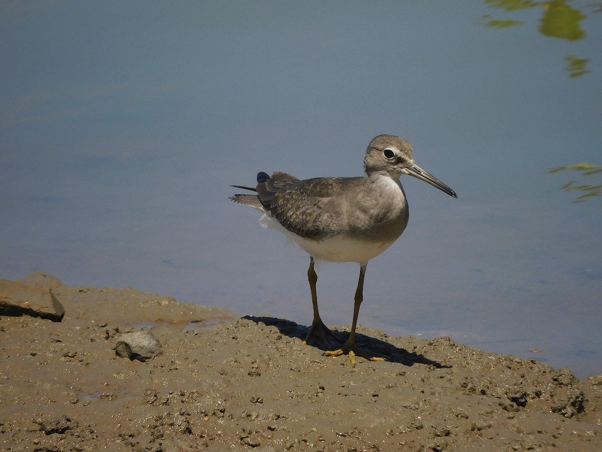 Gray-tailed Tattler - ML646107076