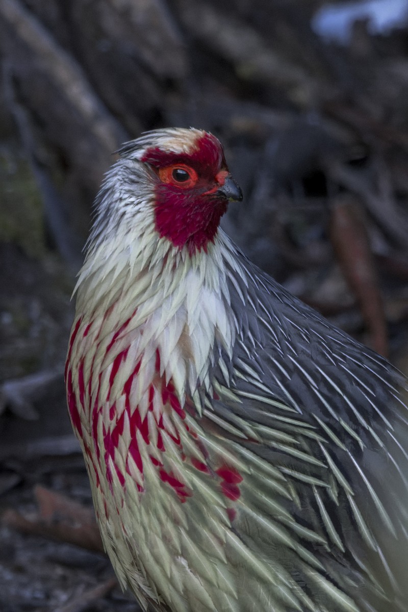 Blood Pheasant - ML646107077
