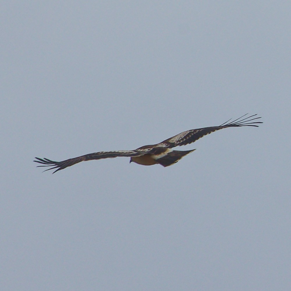 Booted Eagle - ML646107078