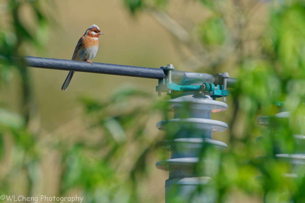 Pine Bunting - ML646107079