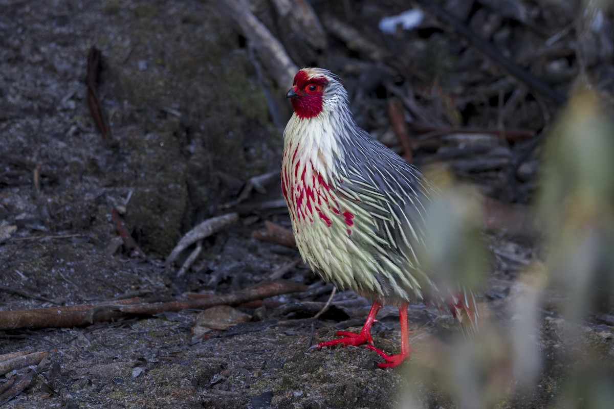 Blood Pheasant - ML646107081