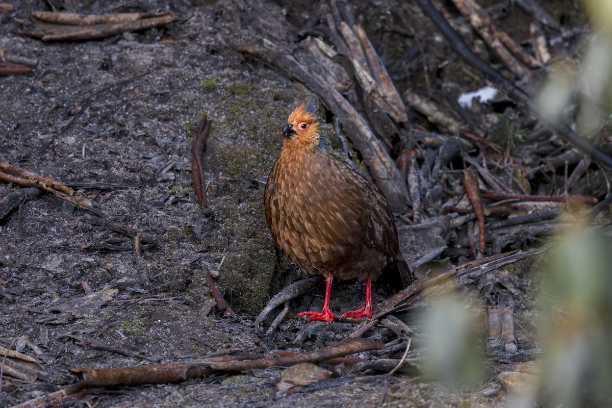 Blood Pheasant - ML646107082