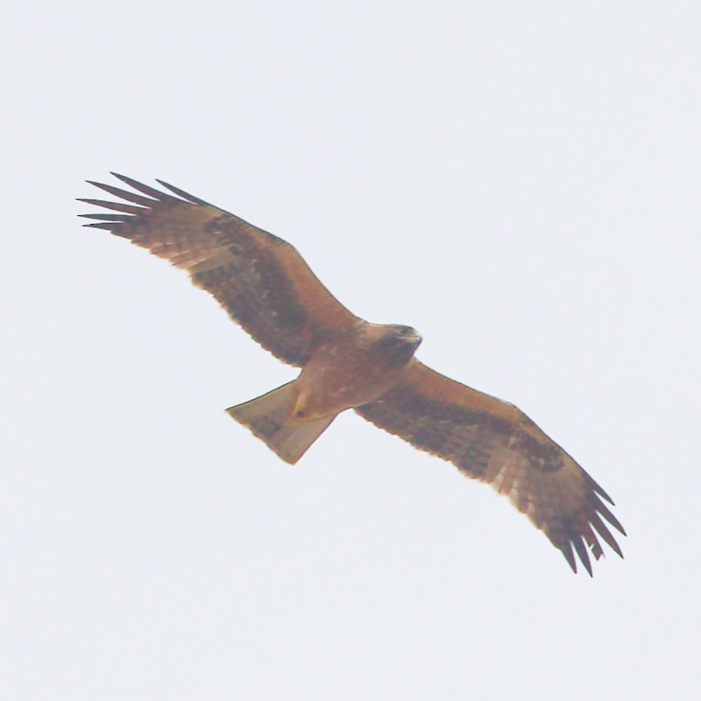 Booted Eagle - ML646107083