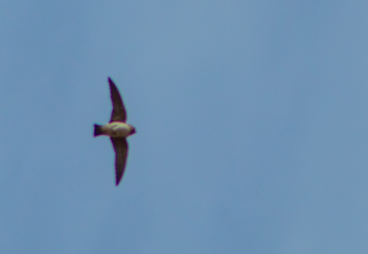 Cliff Swallow - ML646107085