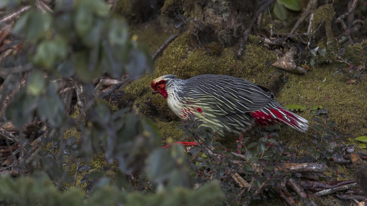 Blood Pheasant - ML646107086