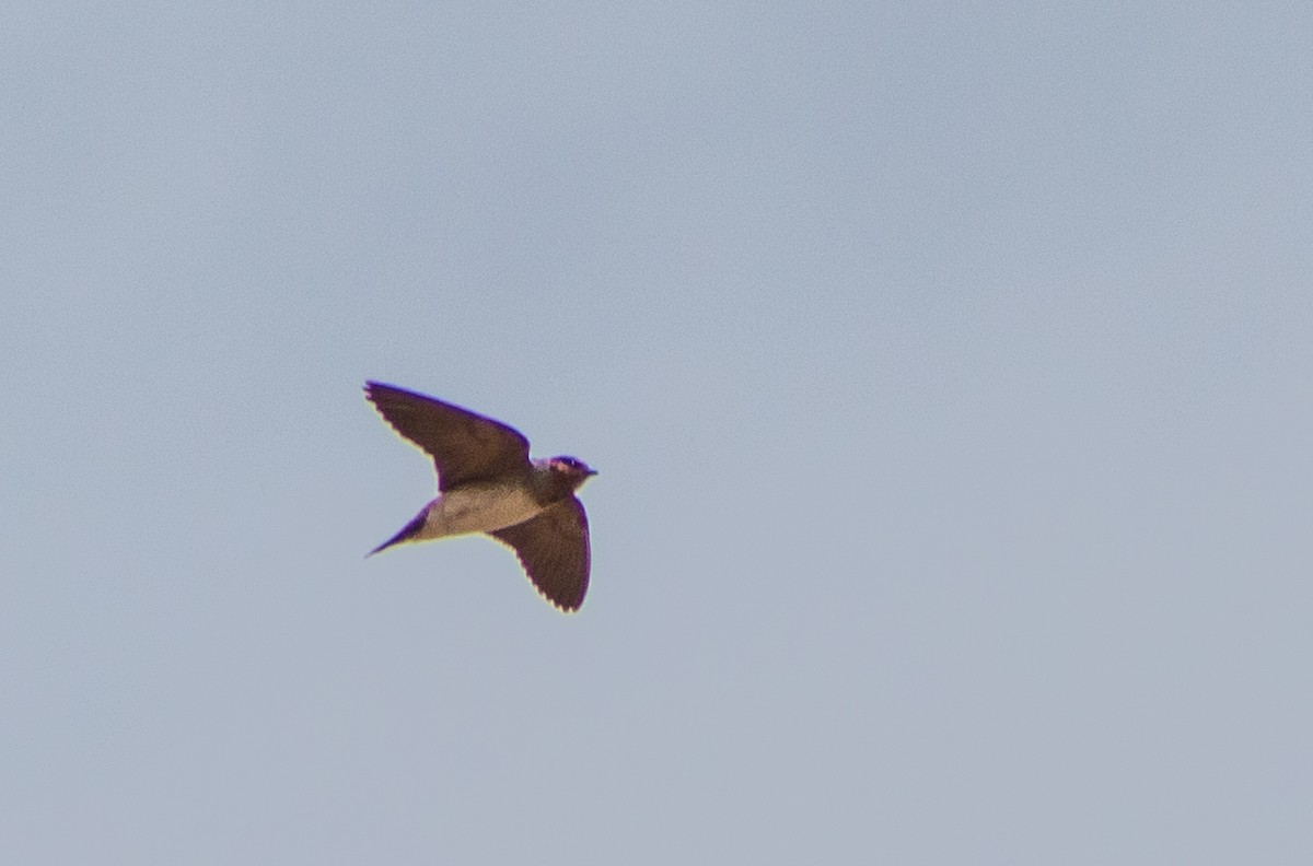 Cliff Swallow - ML646107087