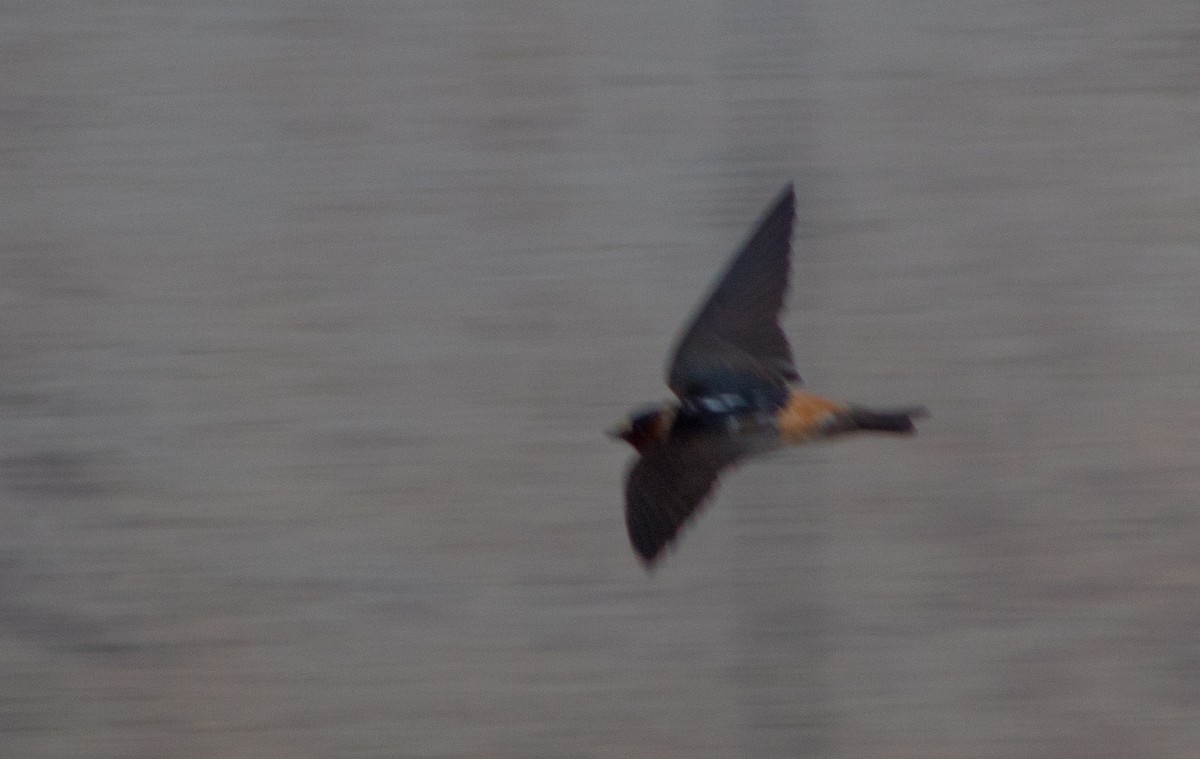 Cliff Swallow - ML646107088