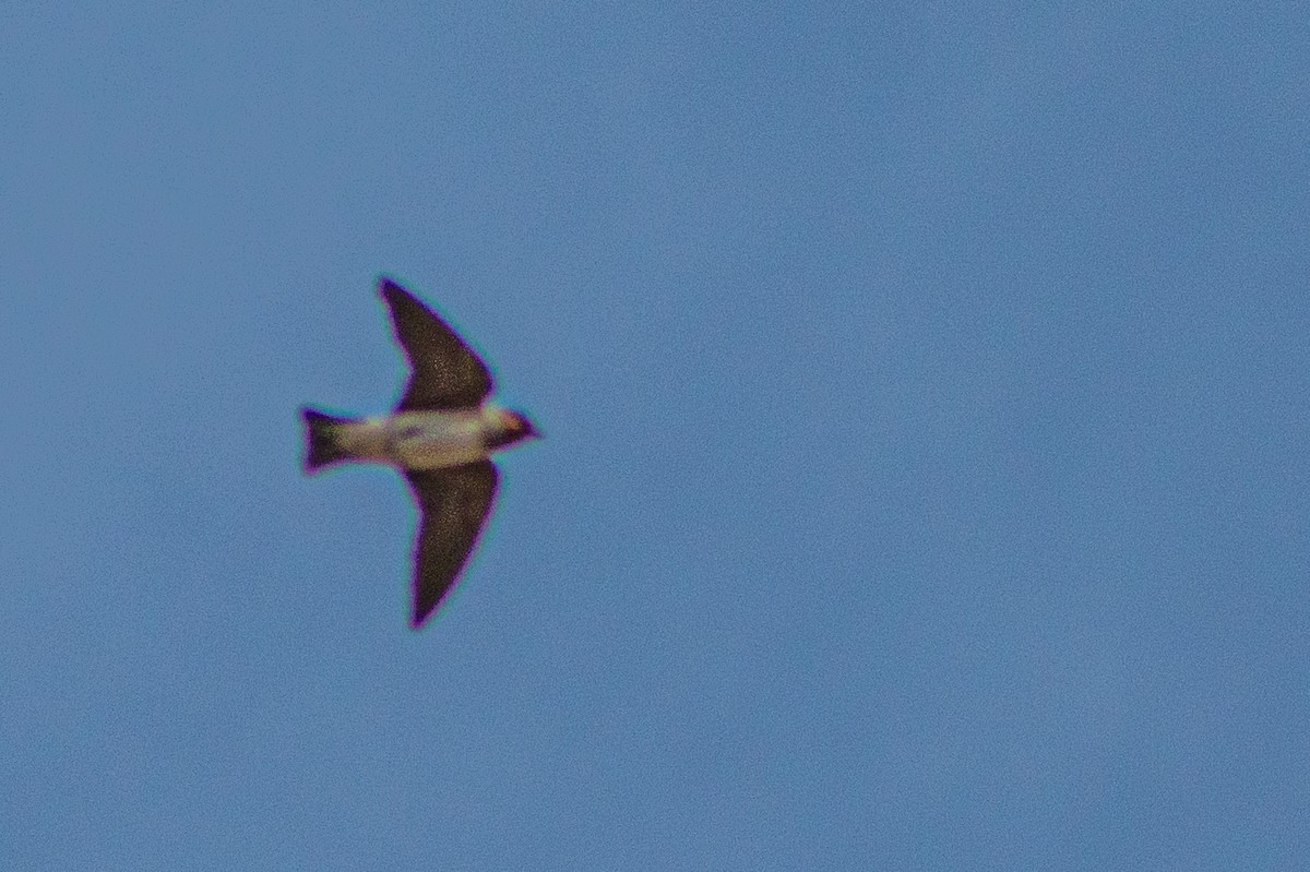 Cliff Swallow - ML646107089