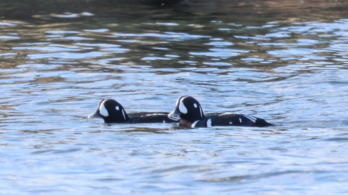 Harlequin Duck - ML646107090