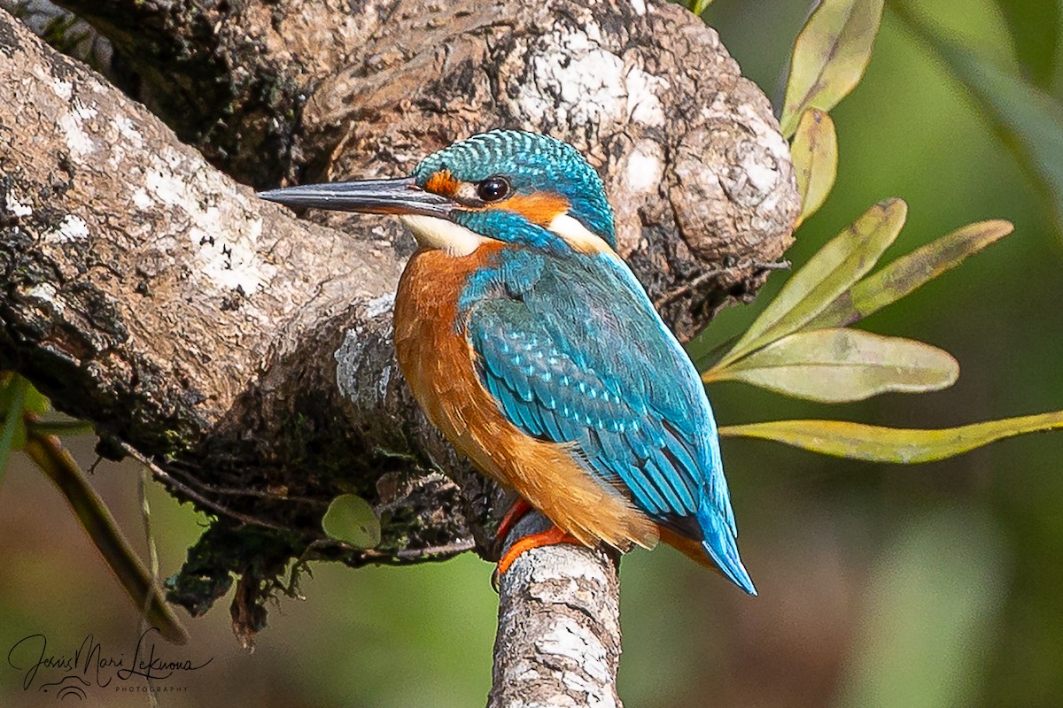 Common Kingfisher - ML646107092