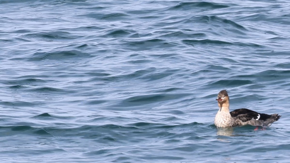 Red-breasted Merganser - ML646107093