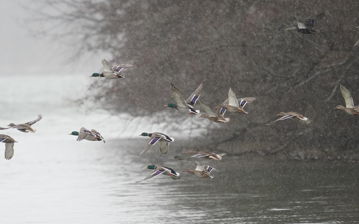 Mallard - ML646107096