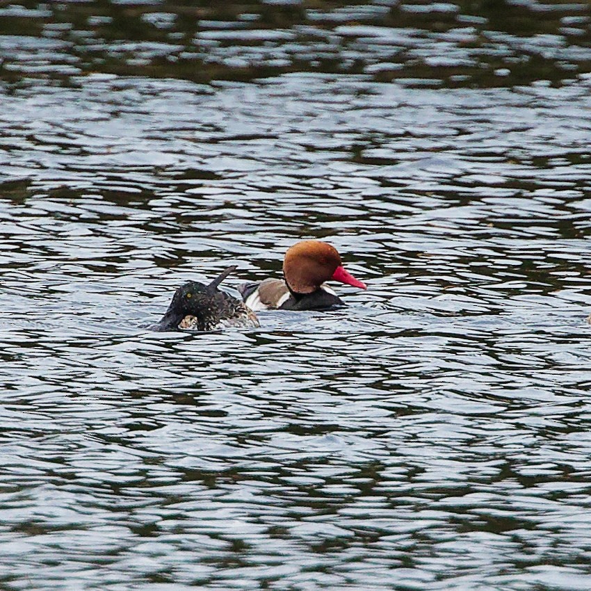 Red-crested Pochard - ML646107099
