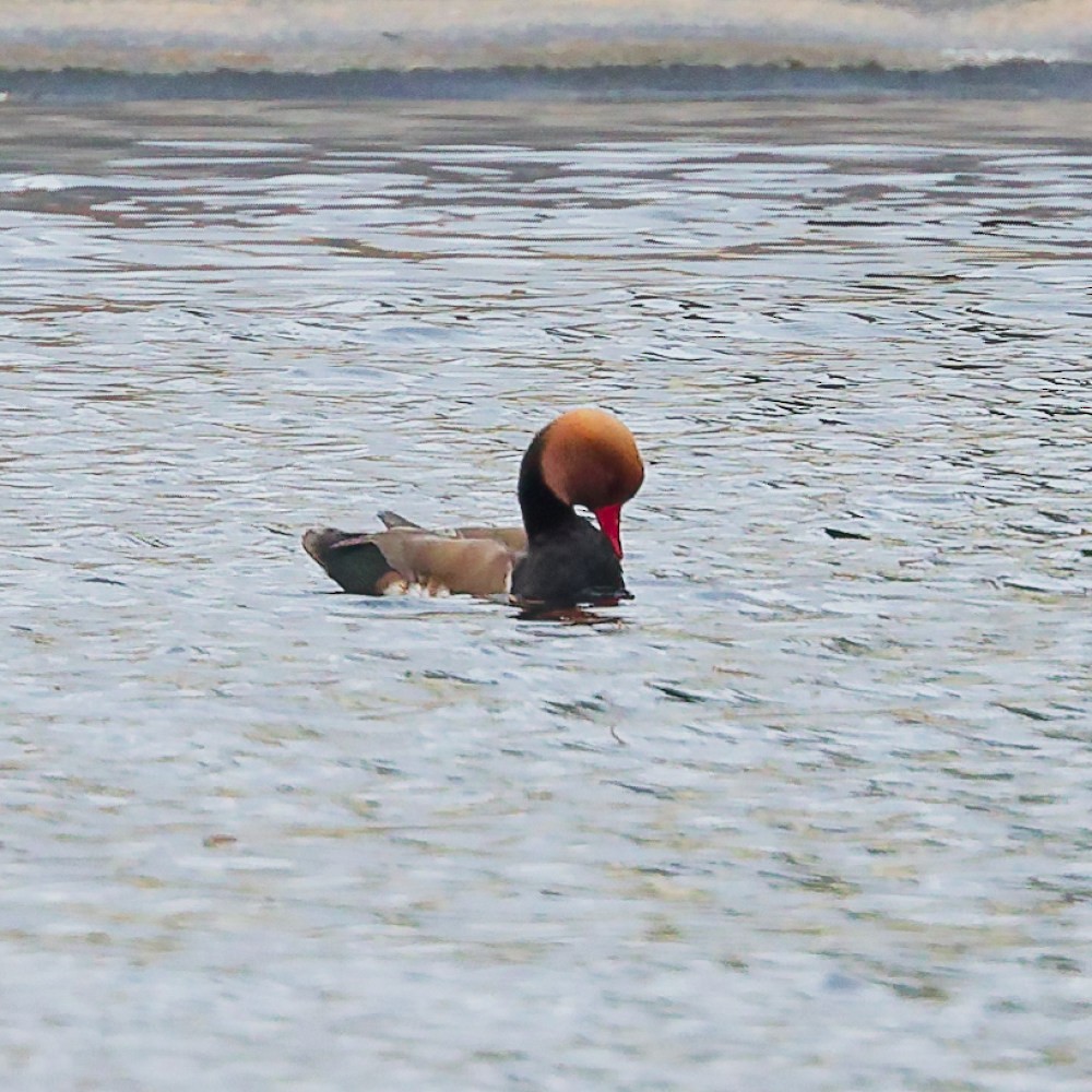 Red-crested Pochard - ML646107101