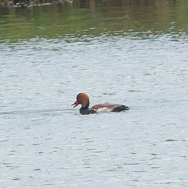 Red-crested Pochard - ML646107102