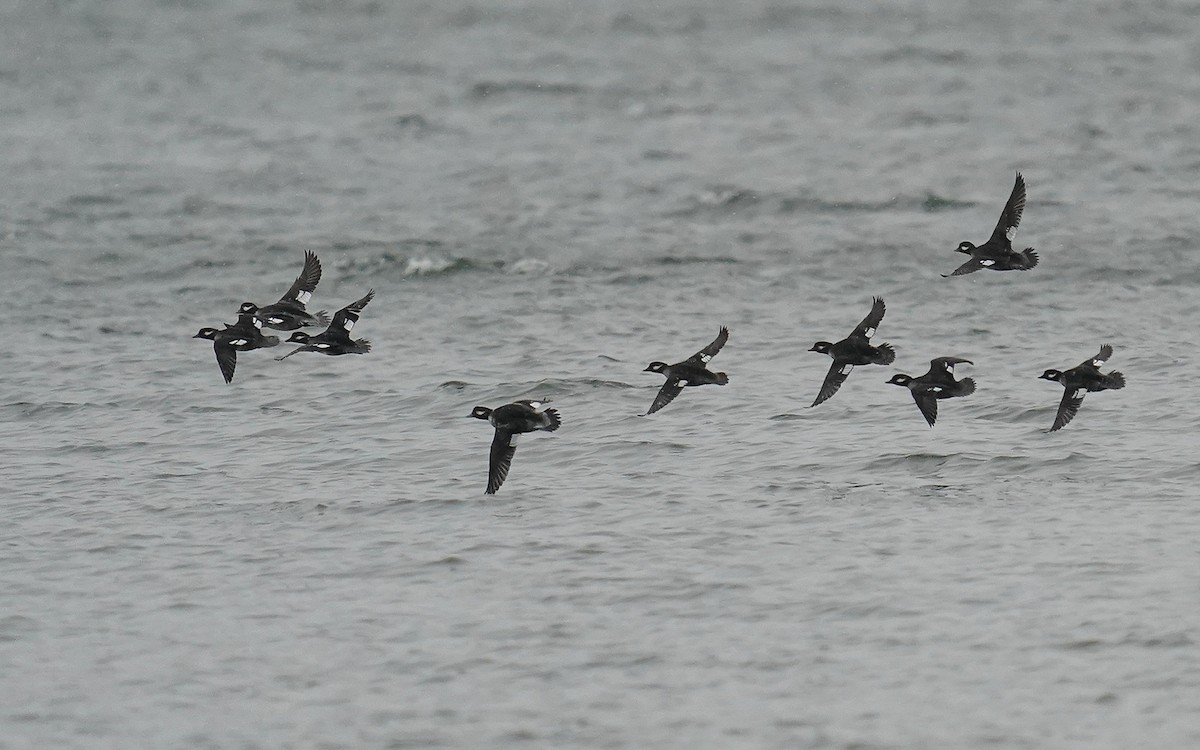 Bufflehead - ML646107104