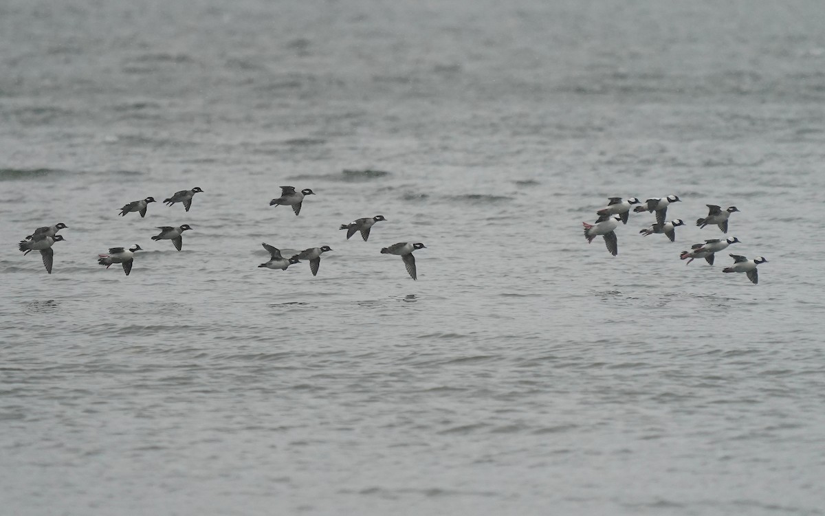 Bufflehead - ML646107105