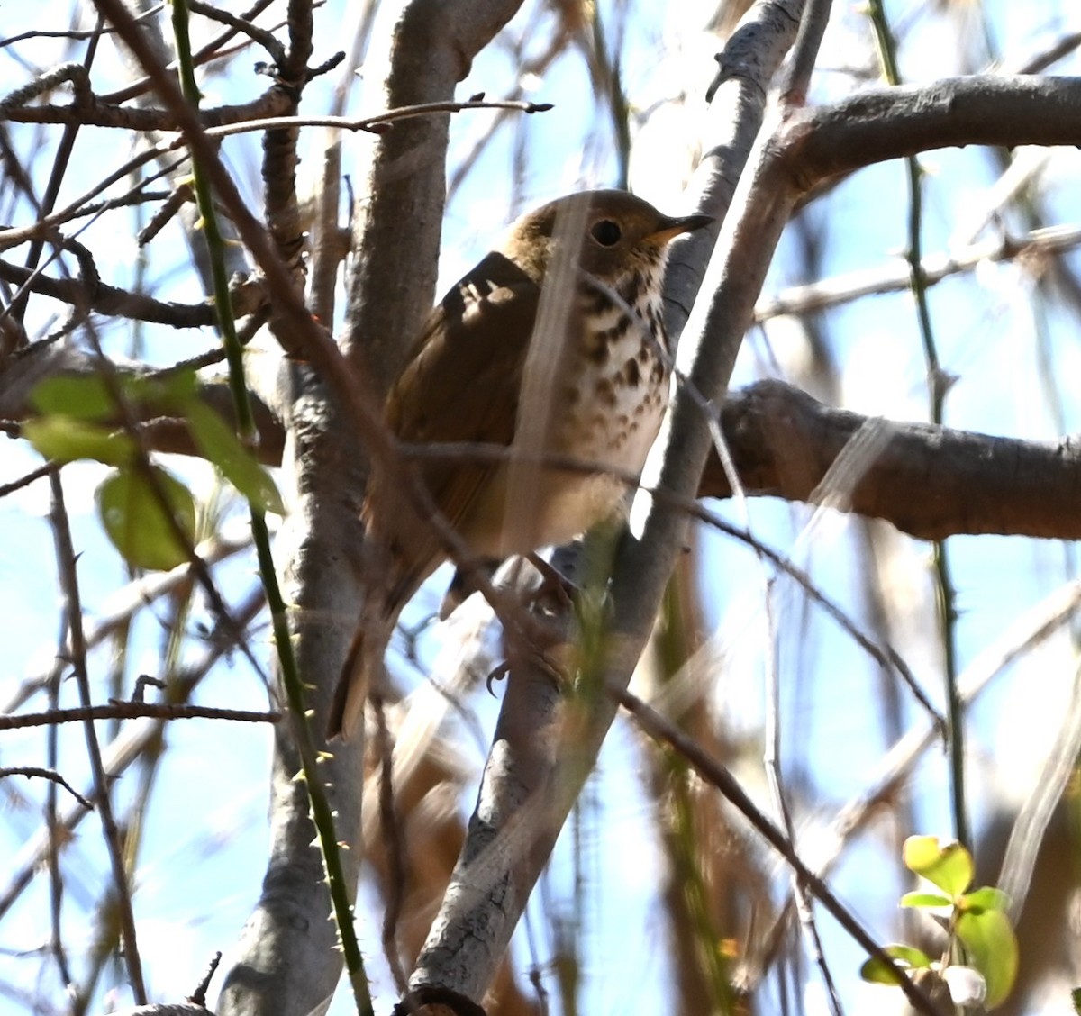 eremittskogtrost - ML646107123