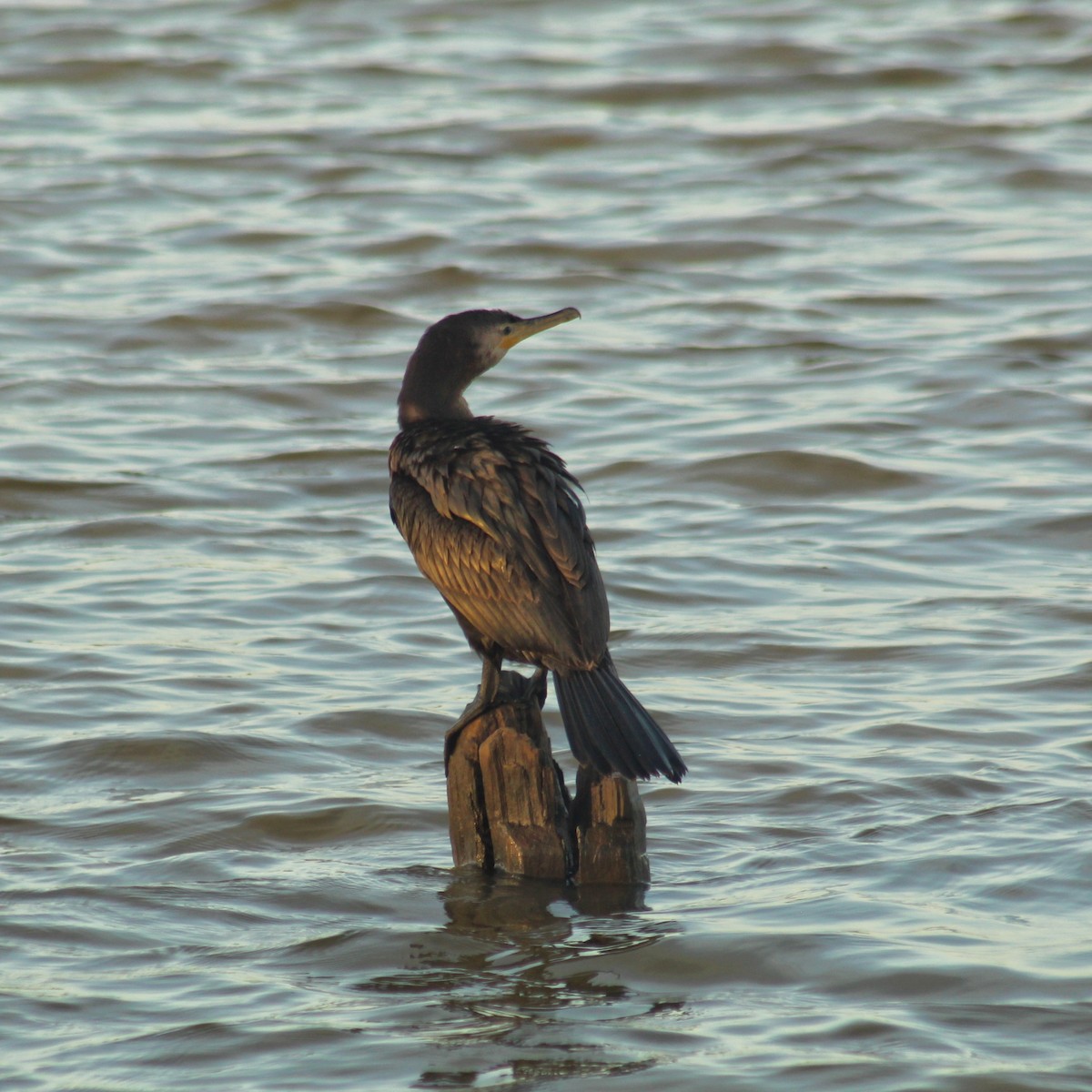 Neotropic Cormorant - ML646107124
