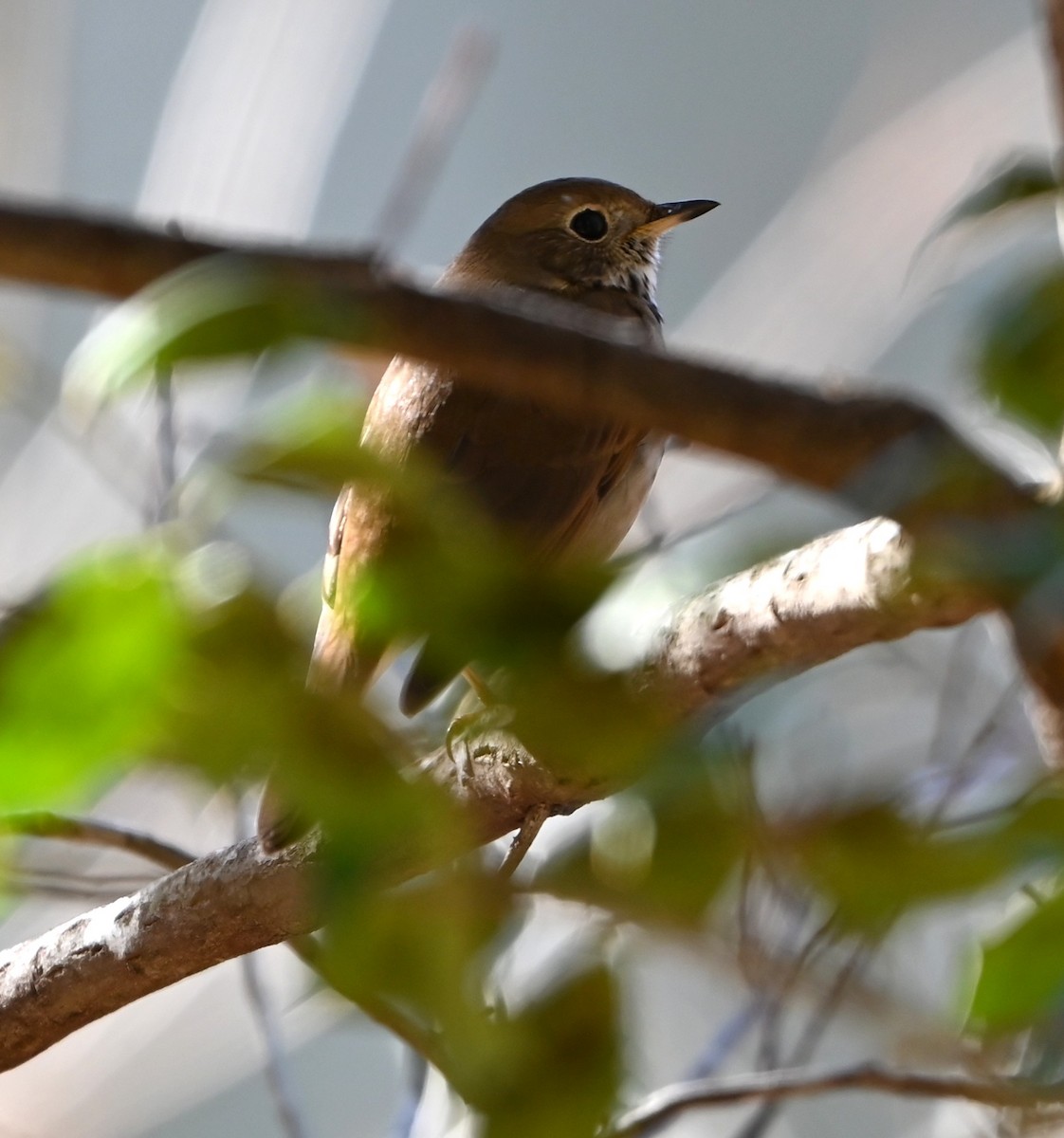 eremittskogtrost - ML646107125