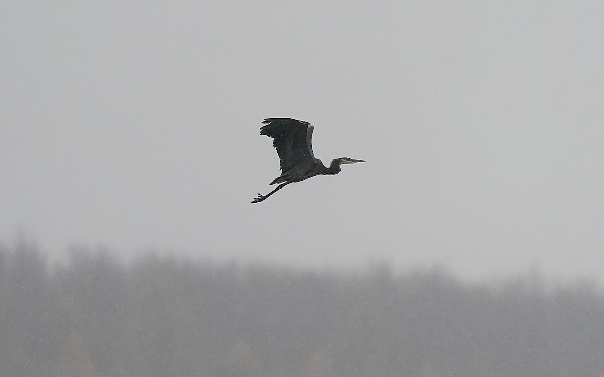 Koartza hauskara amerikarra - ML646107126