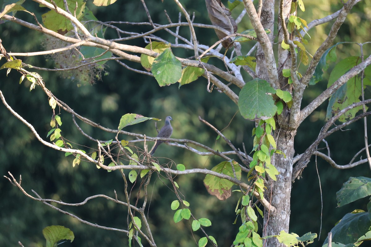 Spotted Dove - ML646107129