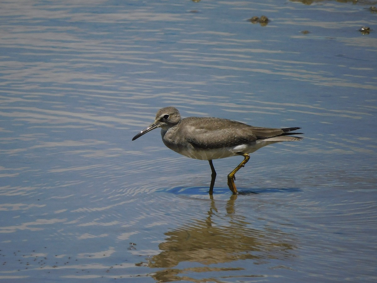 Gray-tailed Tattler - ML646107132