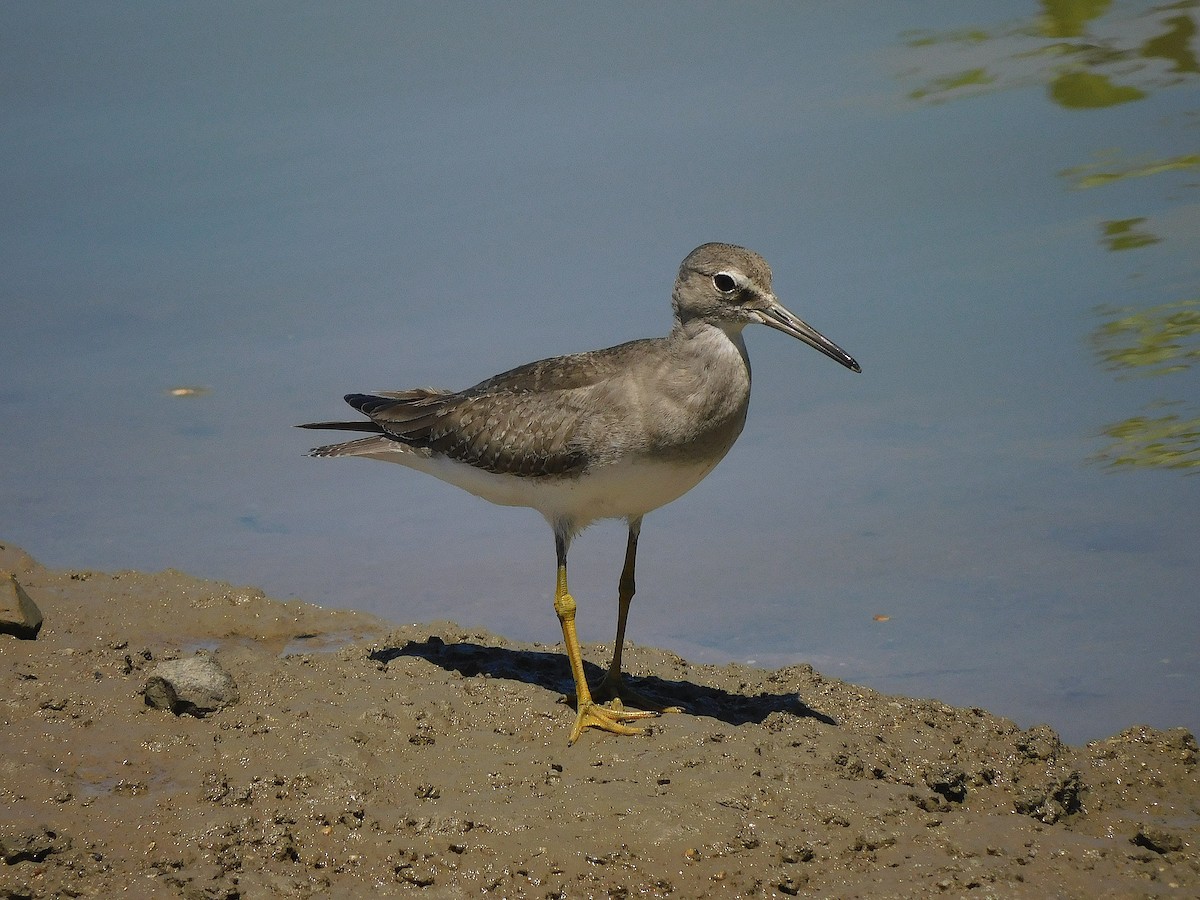 Gray-tailed Tattler - ML646107133