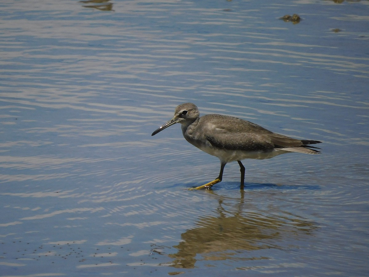 Gray-tailed Tattler - ML646107134