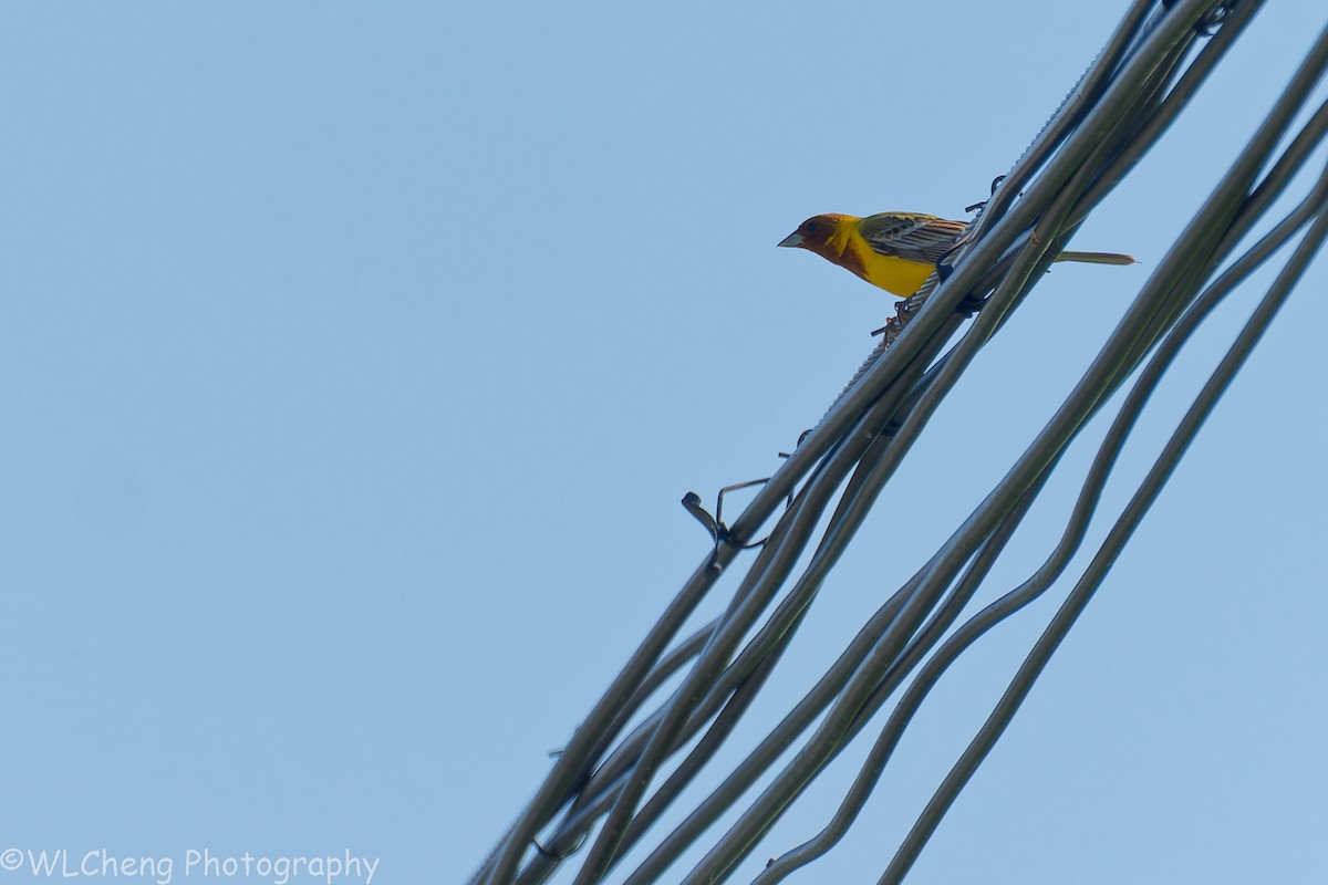 Red-headed Bunting - ML646107135