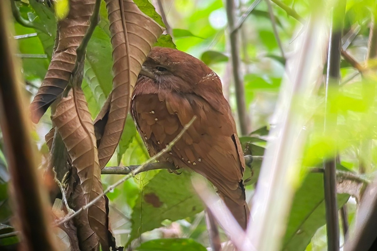 Sri Lanka Frogmouth - ML646107136