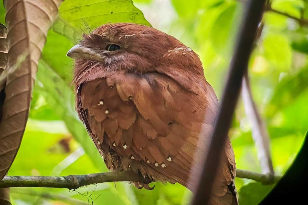 Sri Lanka Frogmouth - ML646107137