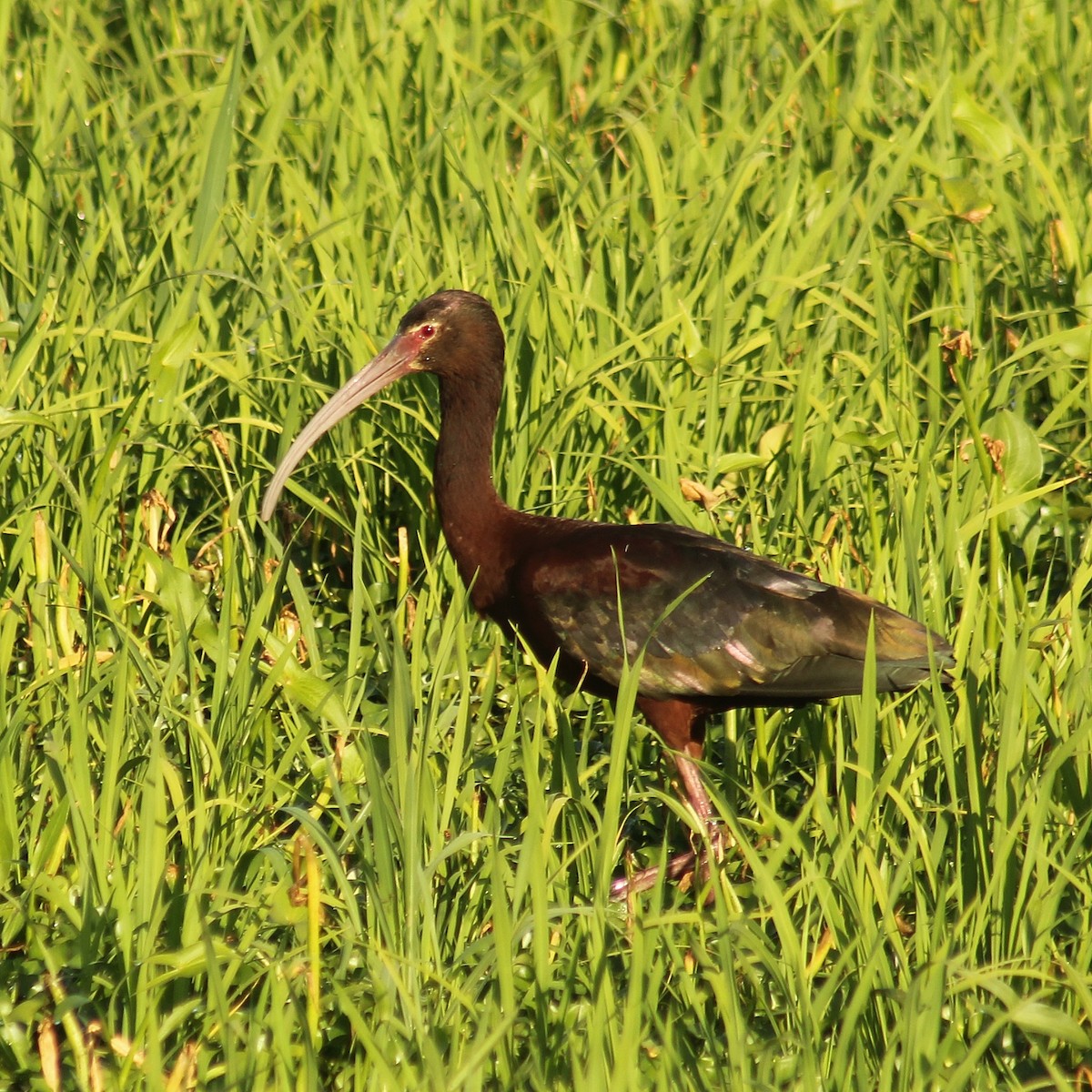 White-faced Ibis - ML646107138