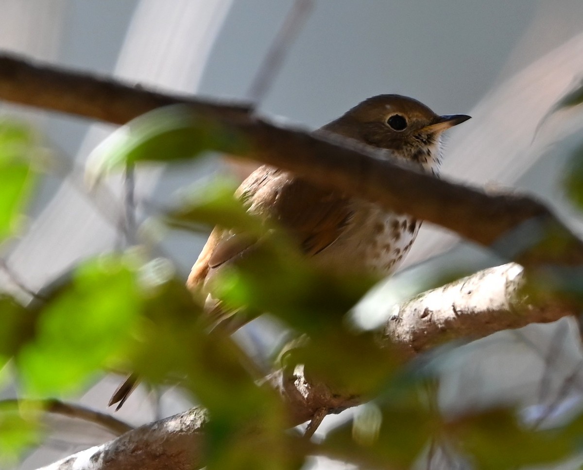 Hermit Thrush - ML646107139