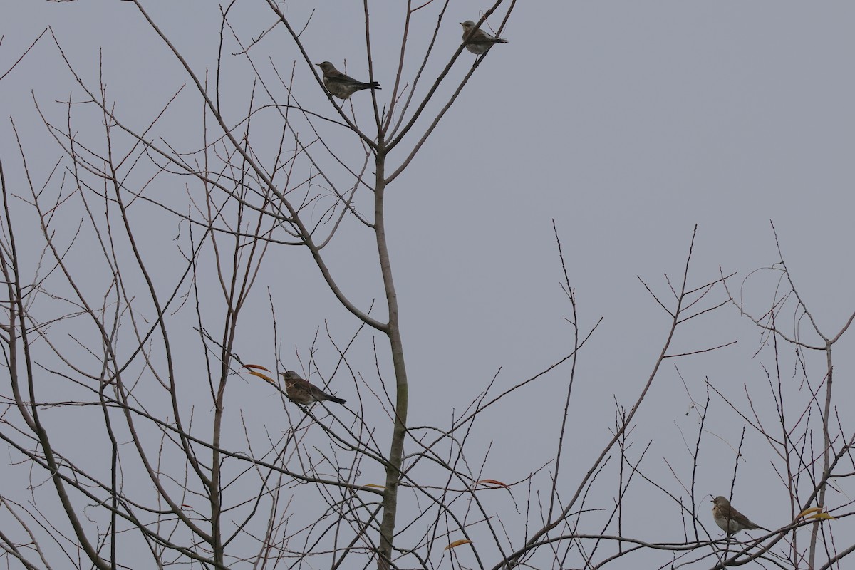 Fieldfare - ML646107140