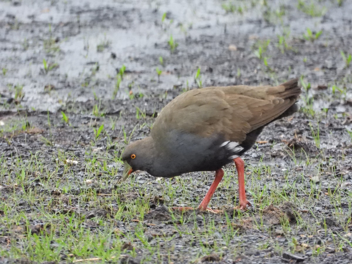 Black-tailed Nativehen - ML646107141