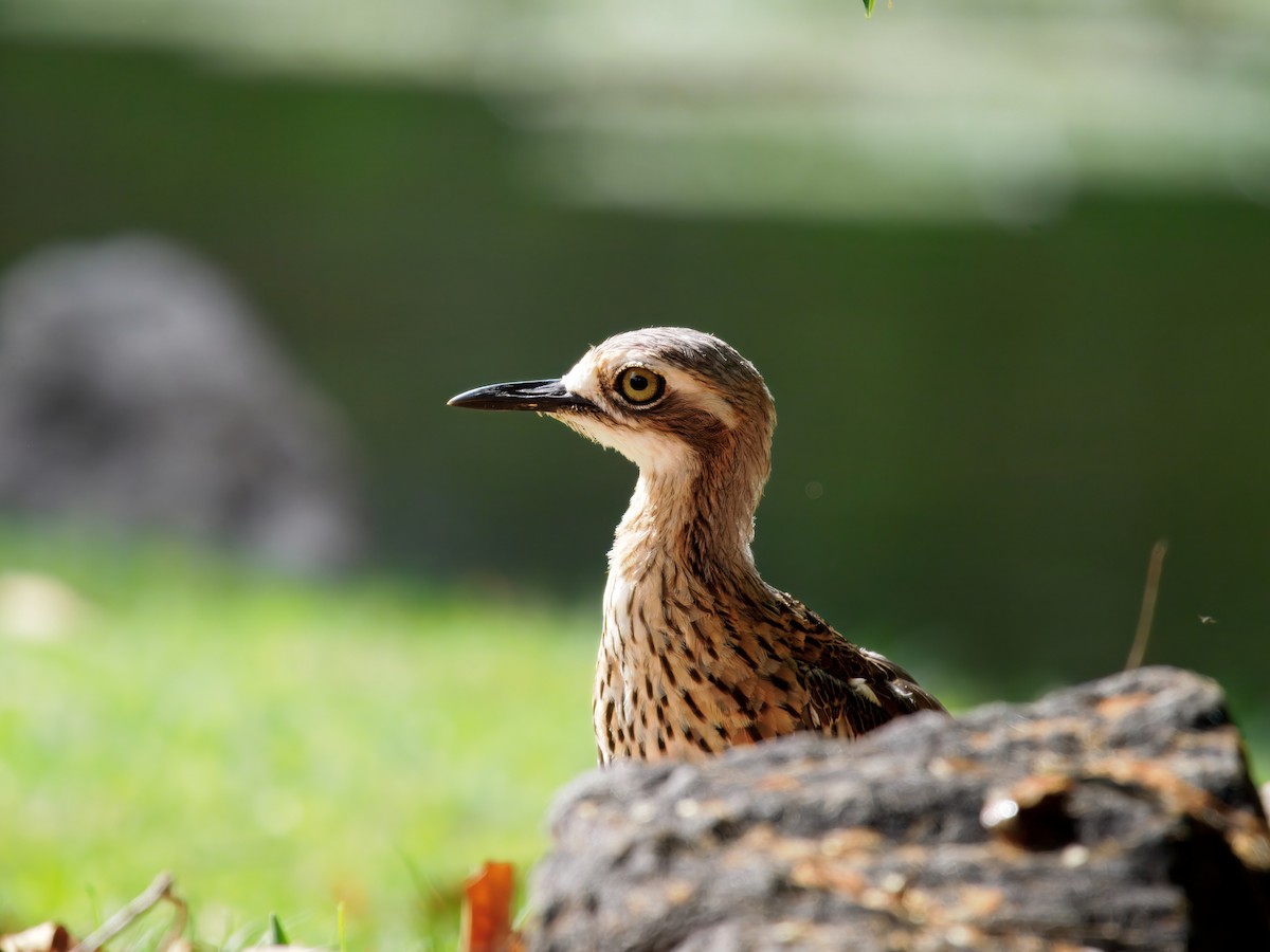 Bush Thick-knee - ML646107142