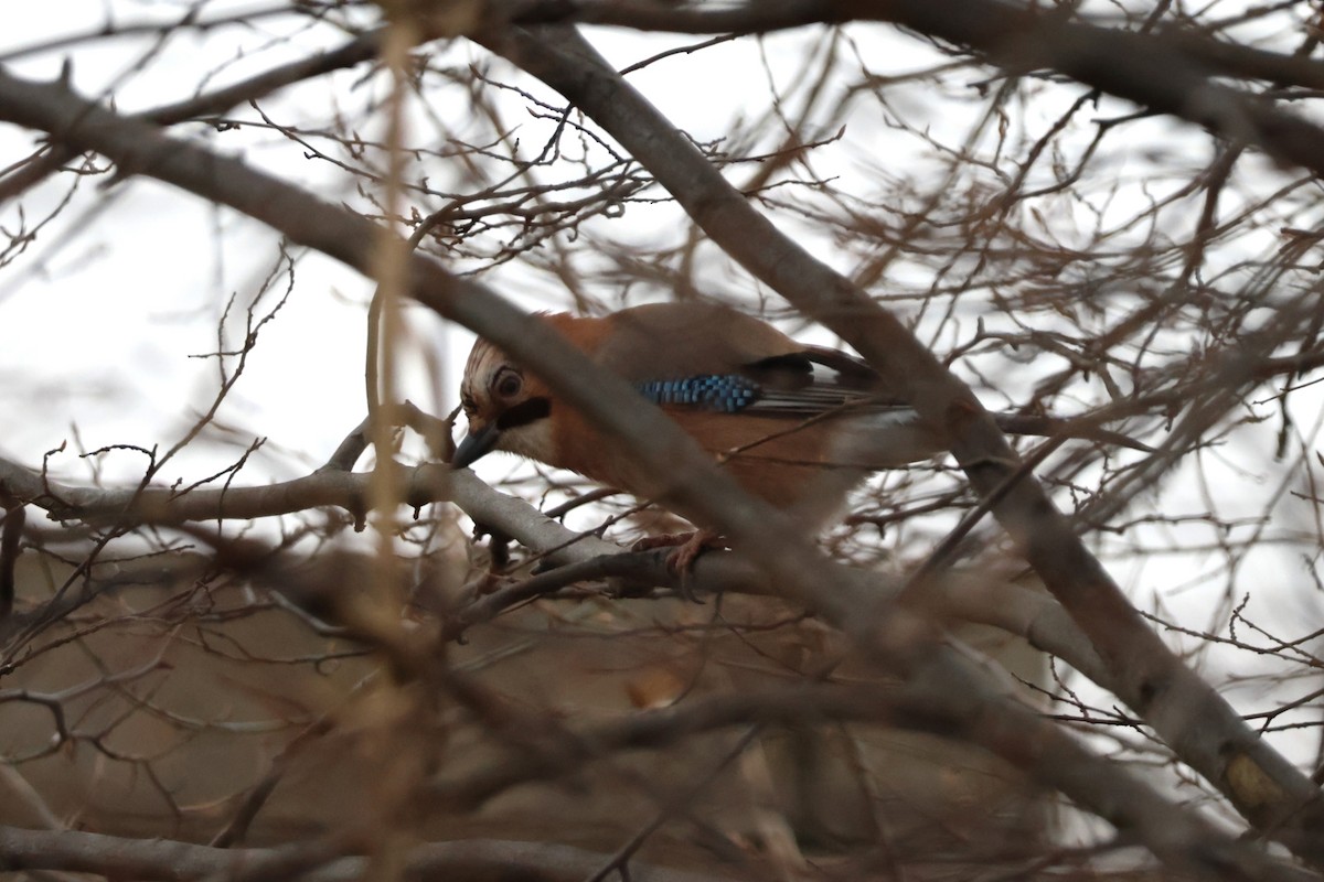 Eurasian Jay - ML646107143