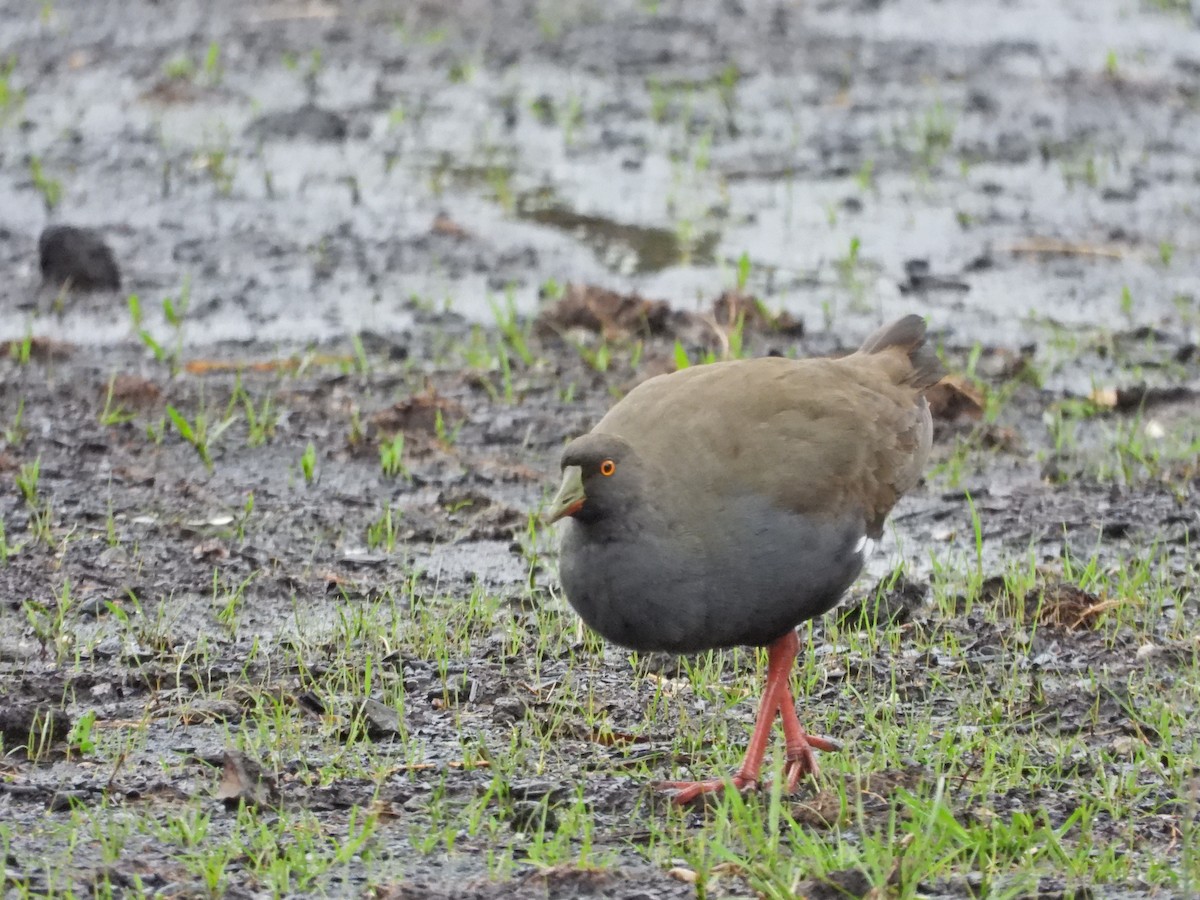 Black-tailed Nativehen - ML646107144