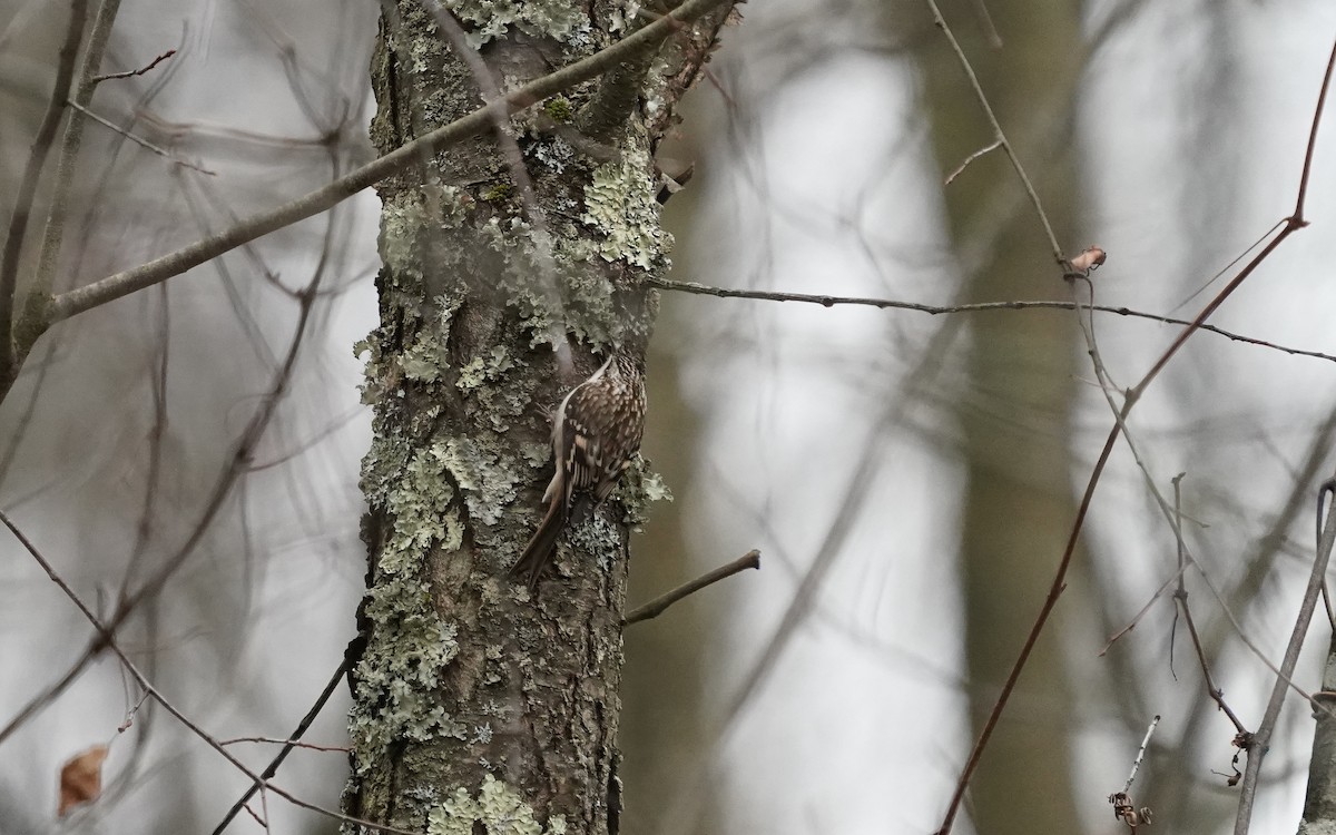 Brown Creeper - ML646107145