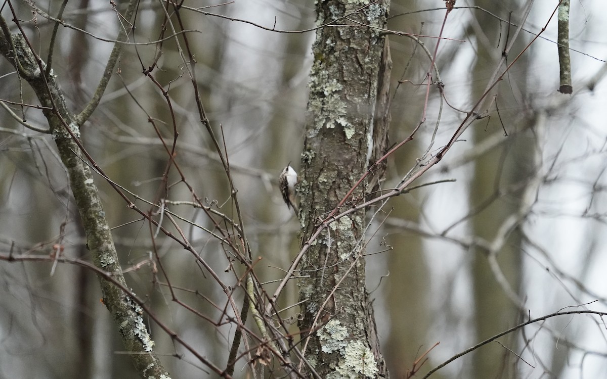 Brown Creeper - ML646107146