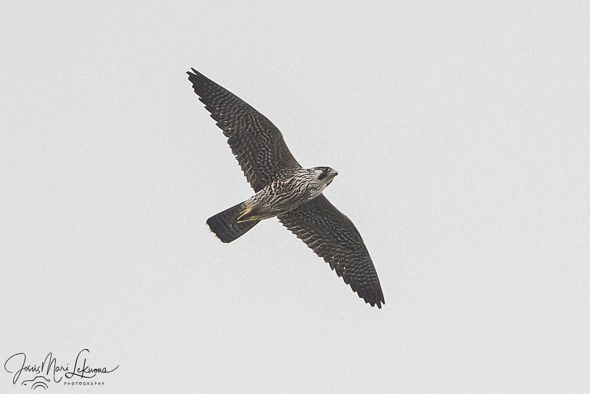 Peregrine Falcon - ML646107149