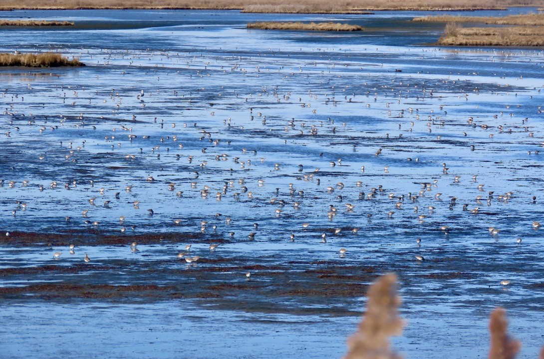 Dunlin - ML646107150