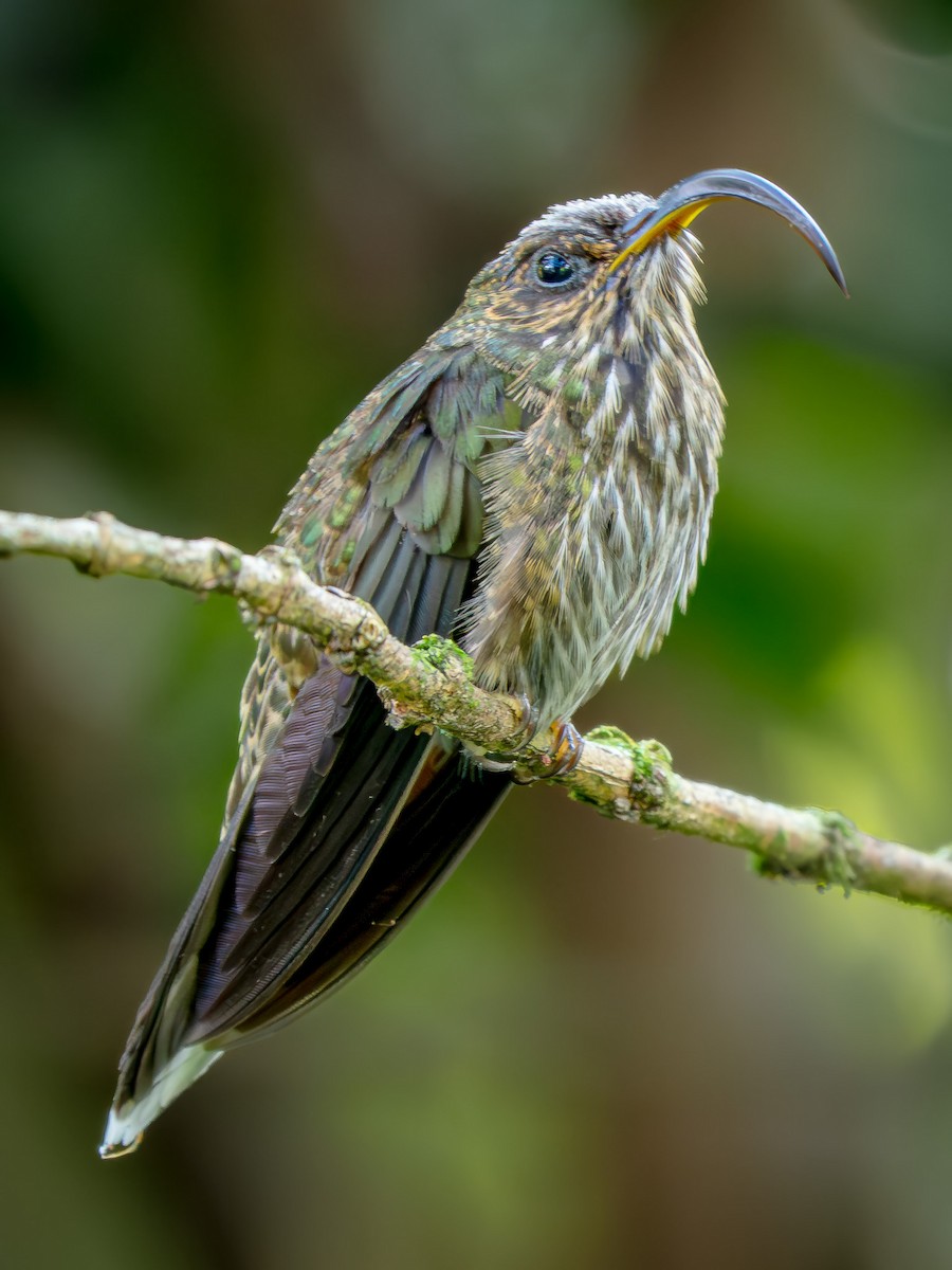 White-tipped Sicklebill - ML646107152