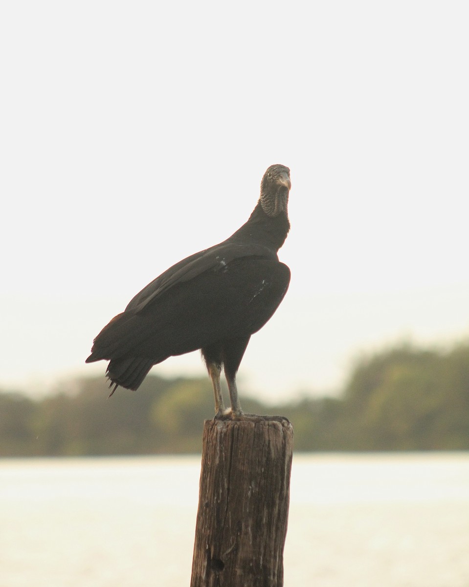 Black Vulture - ML646107153