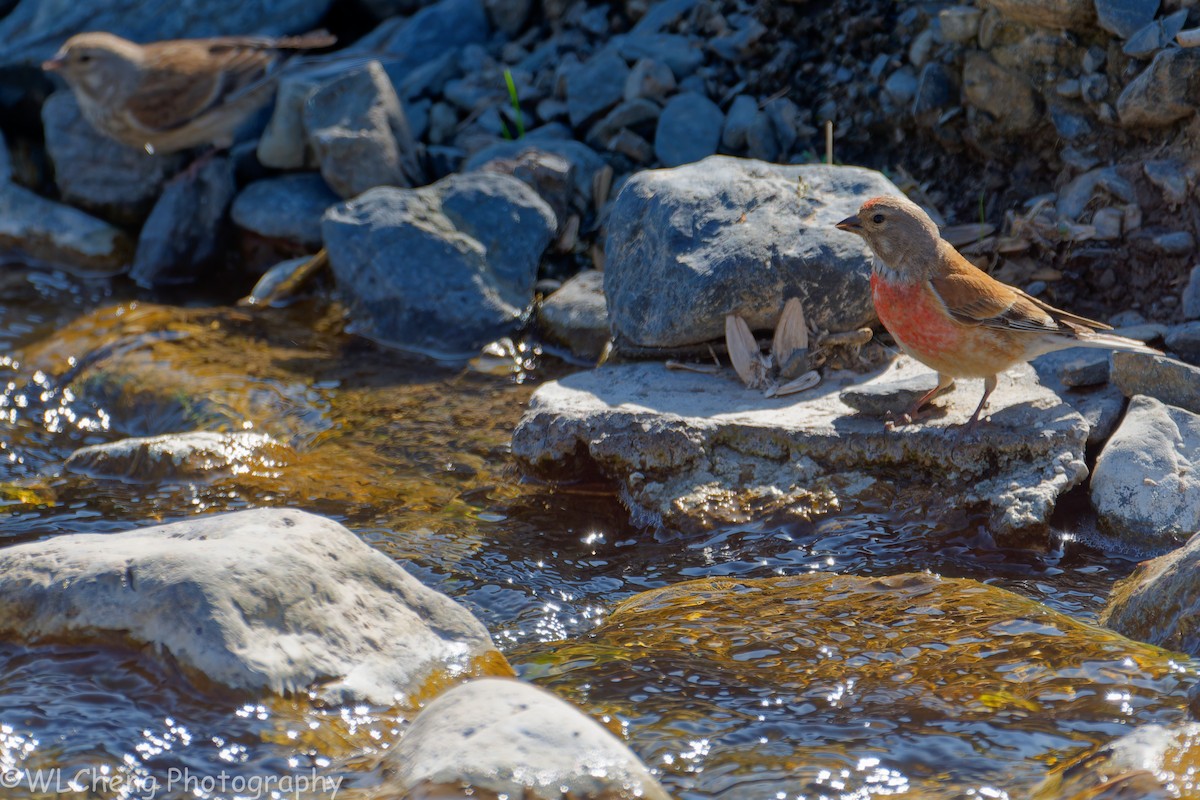 Eurasian Linnet - ML646107154
